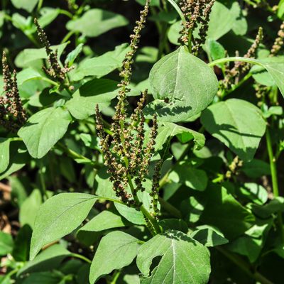 Amaranthus