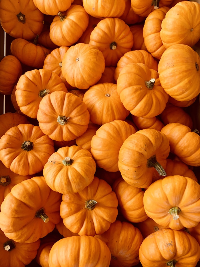 Ashgourd