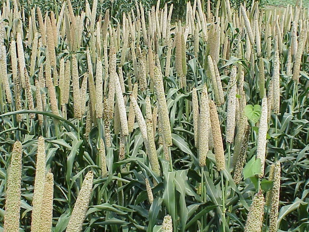 Bajra
