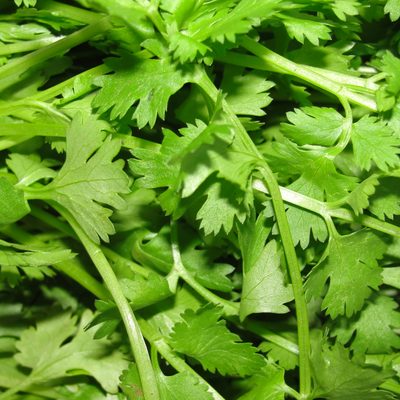 Coriander