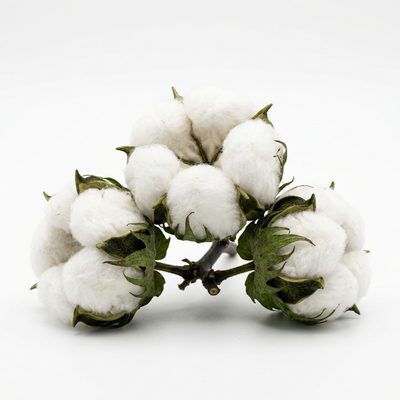 Cotton