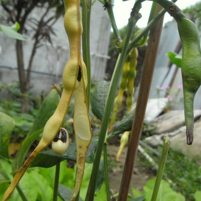 Cowpea