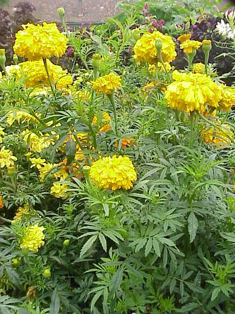 Marigold